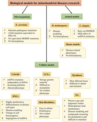 Advances in mt-tRNA Mutation-Caused Mitochondrial Disease Modeling: Patients’ Brain in a Dish